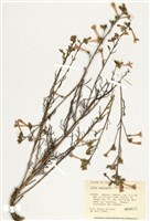 藏品(紅吉利花 )的圖片